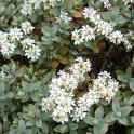 Hebe pinguifolia 'Pagei' (2)